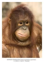 orangutan-1.jpg