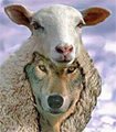 sheepwolf-1.jpg