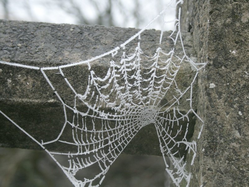 spiderweb-1.jpg