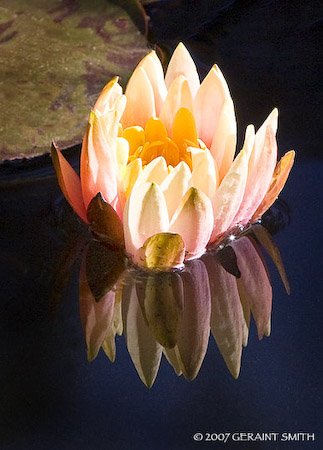 waterlily_4280-1.jpg