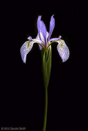 wild_iris_2178-1.jpg