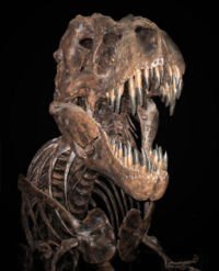 200pxTrex_edited-1.jpg
