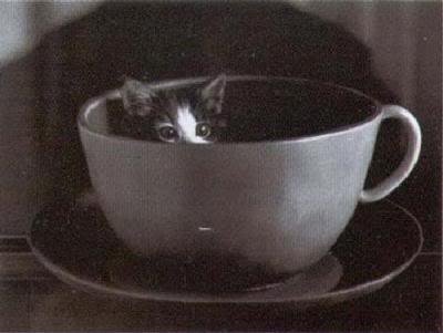 DavidMcEneryCupCat51041-1.jpg