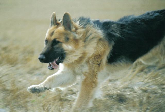 GermanShepherdDog 1 - who likes cats???