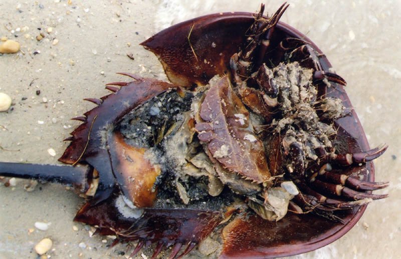 Horseshoe_crab_female-1.jpg