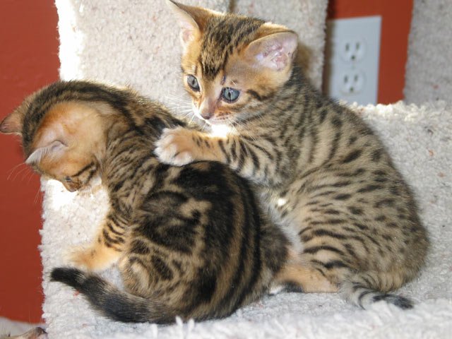 kiraxziggy3kittens122804-1.jpg