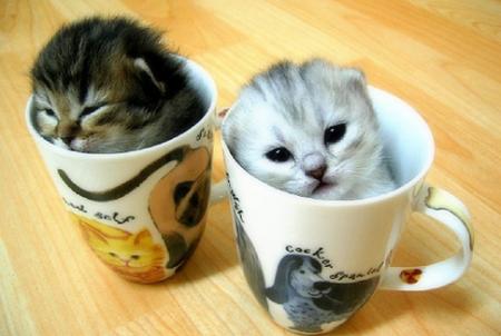 kittenscups-1.jpg