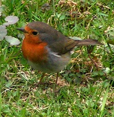 red20robin 1 - I saw this bird...