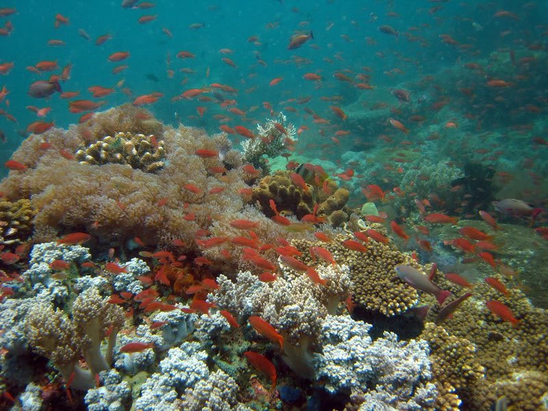 tubbataha2-1.jpg