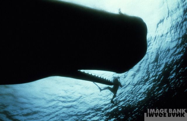 whale-1.jpg