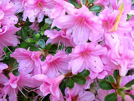 107_0793a-1.jpg