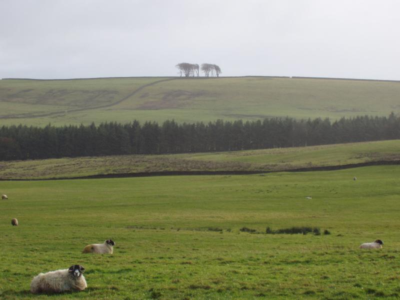 40180314Pb100011-1.jpg