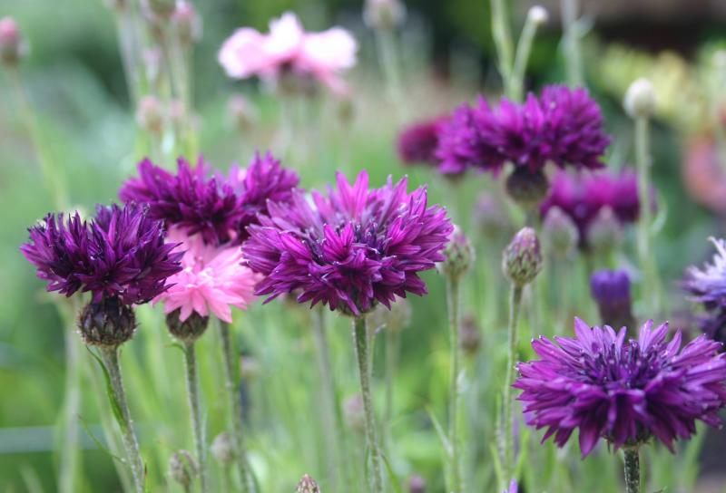 45436562mixedcornflowers-1.jpg