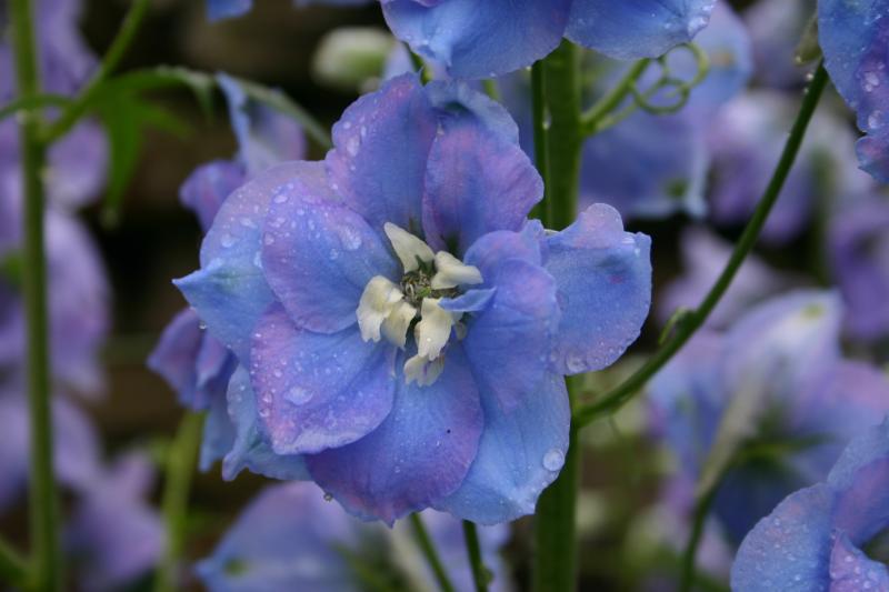45870696Delphinium-1.jpg