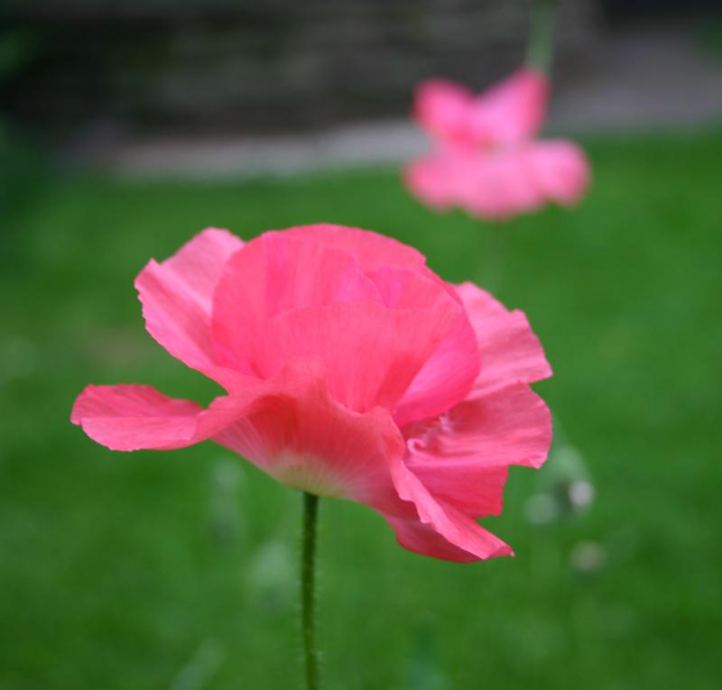 47791941poppy-1.jpg