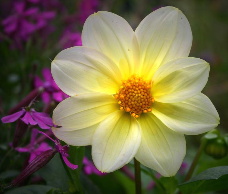47792261dahlia2-1.jpg