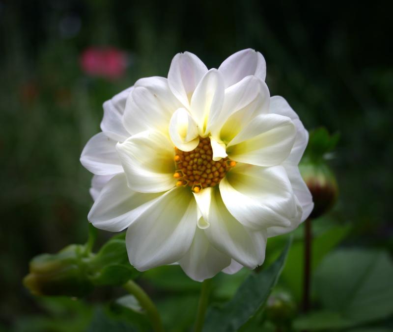 47792570dahlia-1.jpg