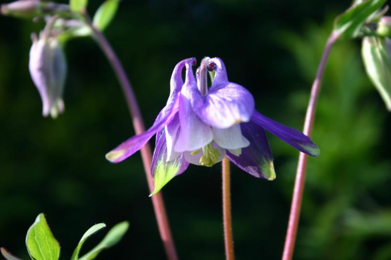 61095443Aquilegia1-1.jpg