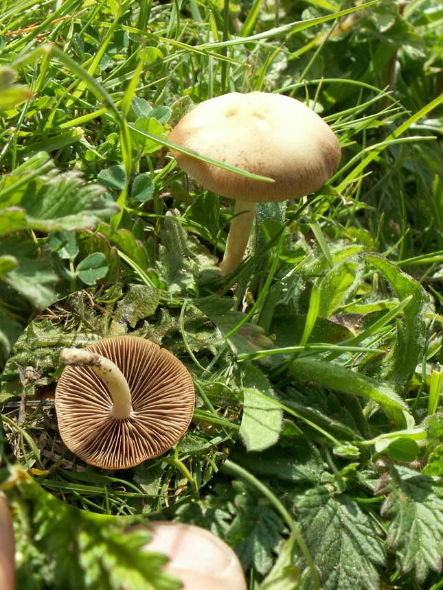 Mushroom114-1.jpg