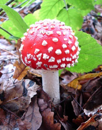 Toadstool-1.jpg