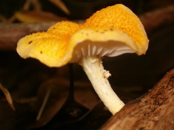 UnidentifiedMushroom-1.jpg