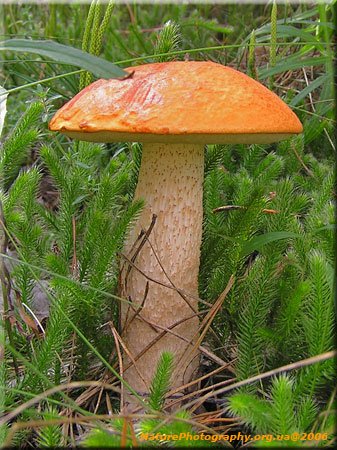 aspenmushroom-1.jpg