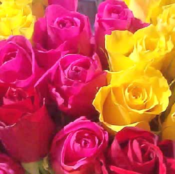 assortedroses-1.jpg