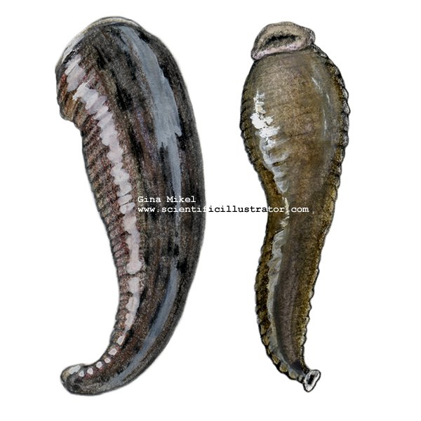 leech 1 - [EMBRYOLOGY] Bones and flesh