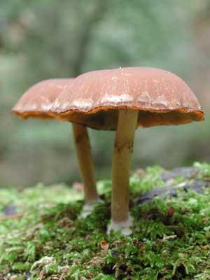 mushroomthumb-1.jpg
