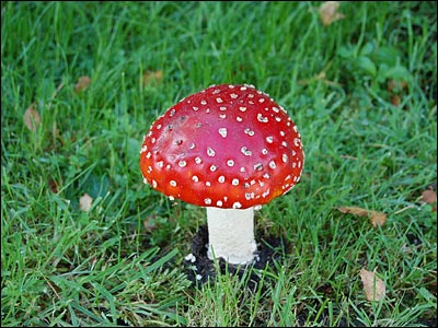 toadstool_400x300-1.jpg