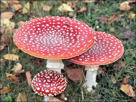 toadstool_kenduffell_470_470x352-1.jpg
