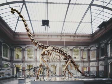 Berlin Naturkundemuseum Brachiosaurus he 1 - Evolution Test!