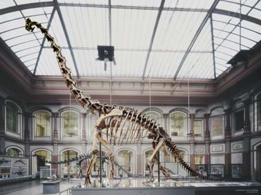 Berlin_Naturkundemuseum_Brachiosaurus_he-1.jpg