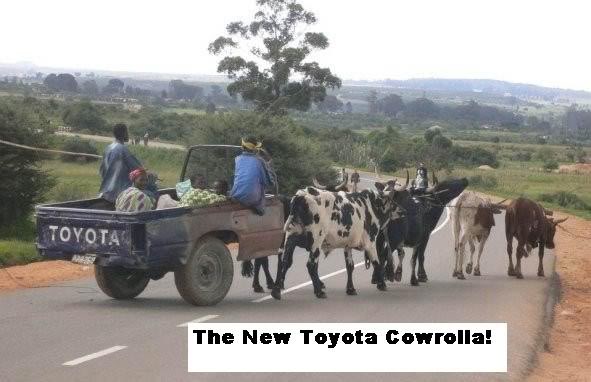 Cowrolla-1.jpg