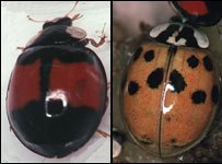  40927255 harle majerus 203 1 - Native ladybirds 'under threat'