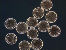 _44531136_hybrid32cell223-1.jpg