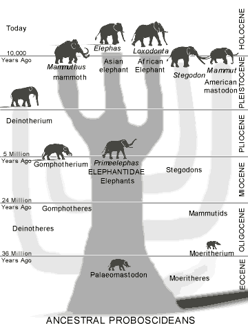 ancestry-1.gif