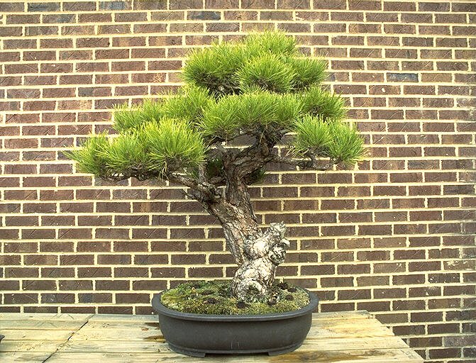 bonsai05-1.jpg