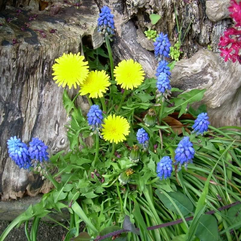 dandelion-1.jpg