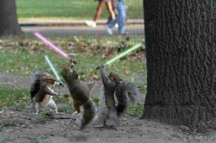 fJediSquirrels3964-1.jpg