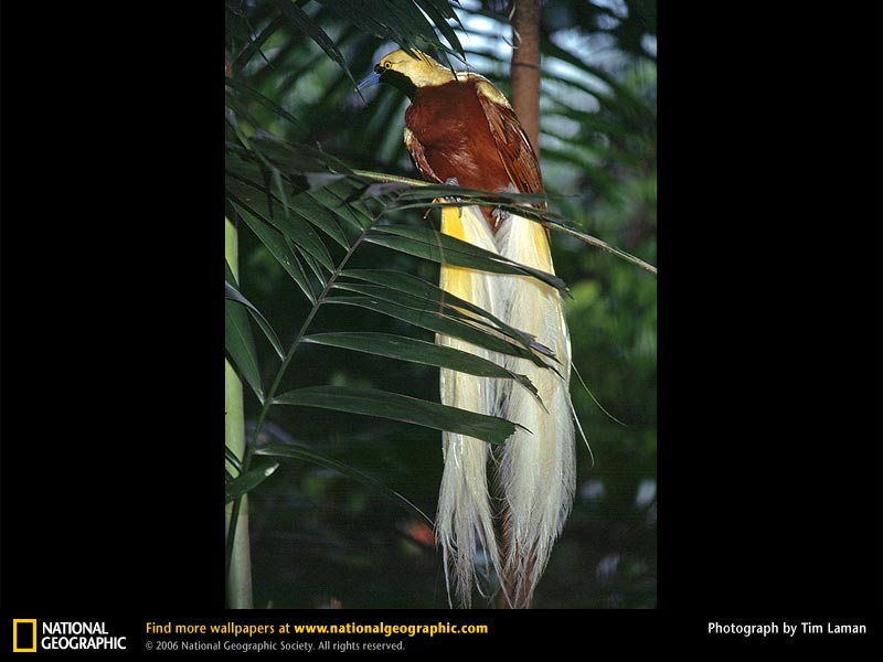 lesserbirdofparadise-1.jpg