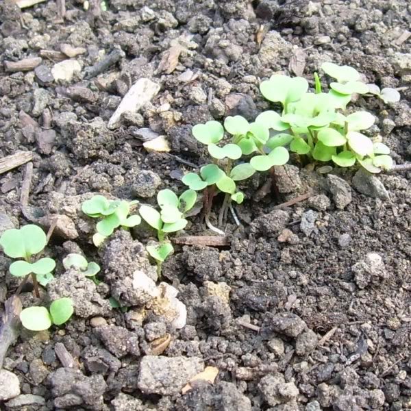 lettuceseedlings-1.jpg