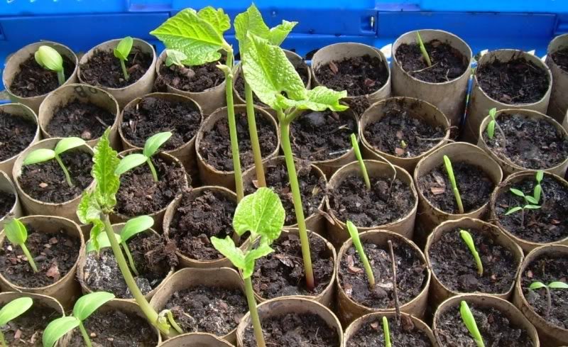 miscseedlings-1.jpg