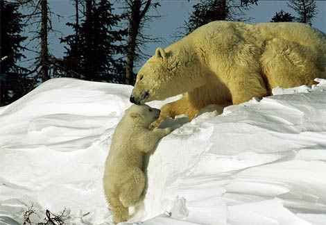 polarbearcoaxingbaby-1.jpg