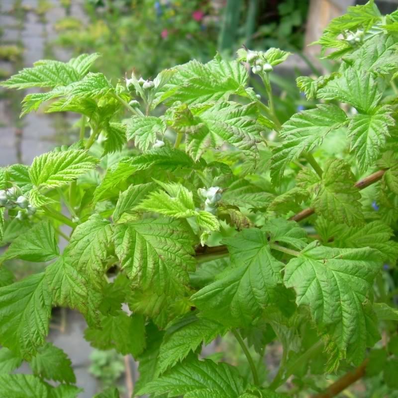 raspberrybush-1.jpg