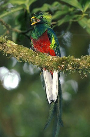 resplendentquetzal-1.jpg