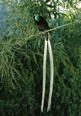 ribbontailedbirdofparad-1.jpg