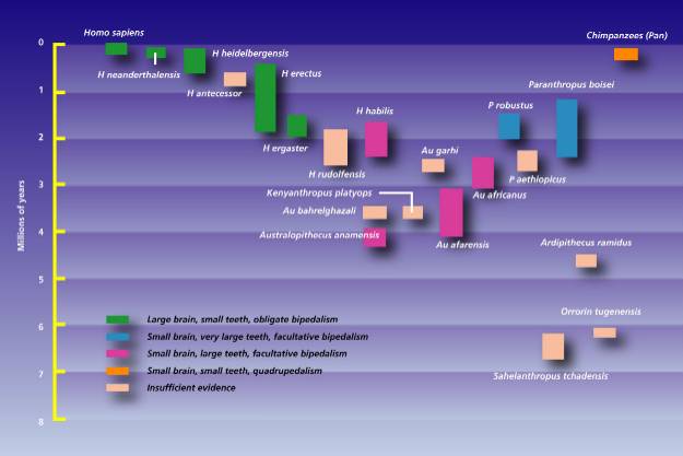 timeline 1 - Evolution Test!