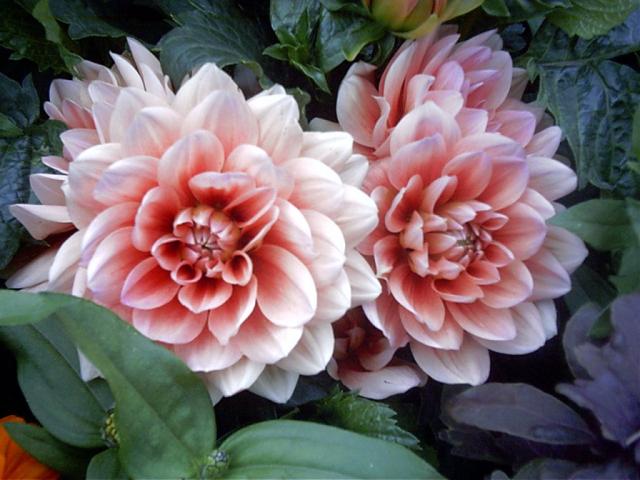 two_flowerspreview-1.jpg