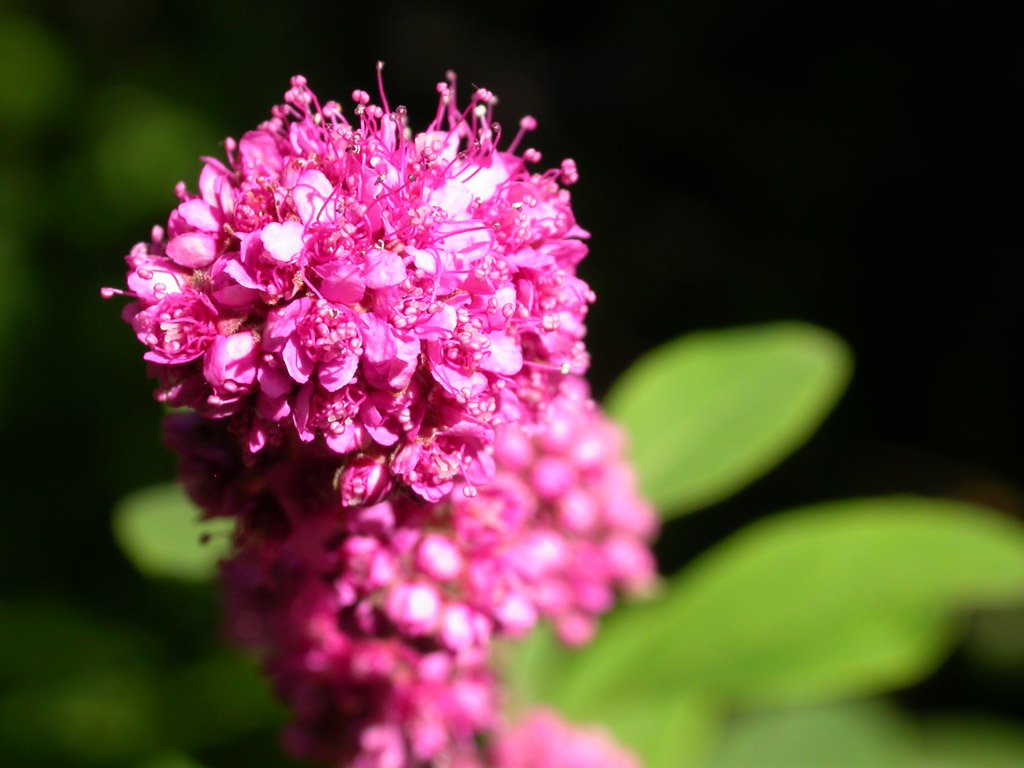 welches_pink_cluster_flowers-1.jpg